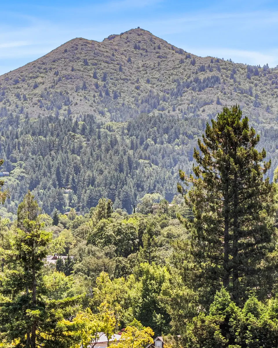 Mount Tamalpais rising above a wooded Marin neighborhood